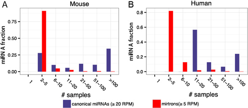Canonical_miRNA.jpg